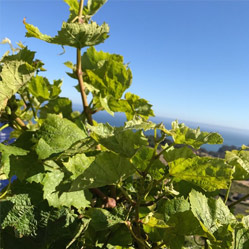 Calayas - Loftus Family Vineyard