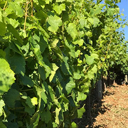 Calayas - Loftus Family Vineyard