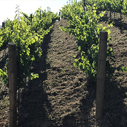 Calayas - Loftus Family Vineyard