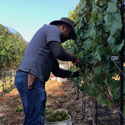 Calayas - Loftus Family Vineyard