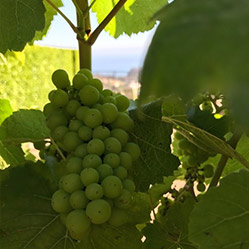 Calayas - Loftus Family Vineyard