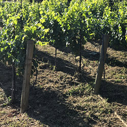 Calayas - Loftus Family Vineyard